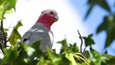 la cacatúa galah observando los alrededores desde el árbol