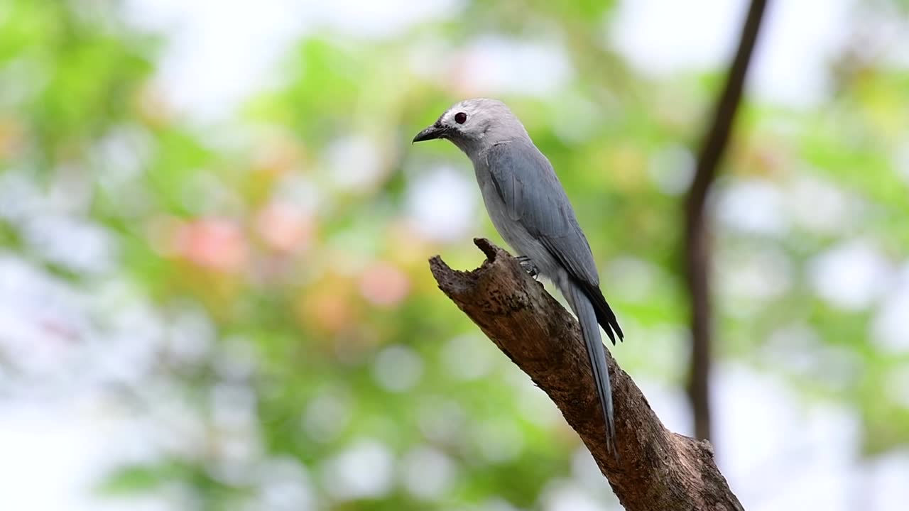 ashy drongo는 사람이나 동물이 닿기에는 멀고 곤충을 쉽게 잡아먹을 수 있는 가지에 높이 앉는 것을 좋아하는 태국으로의 촌스러운 정규 이주자입니다.