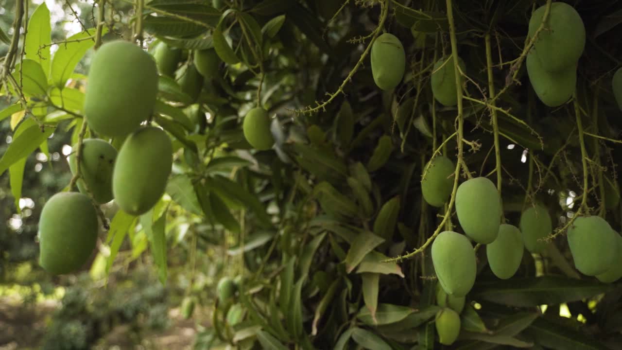 Filmato dettagliato di un albero di mango con grappoli di mango verdi acerbi pendenti dai rami, circondato da dense foglie allungate. Ripreso in pieno giorno