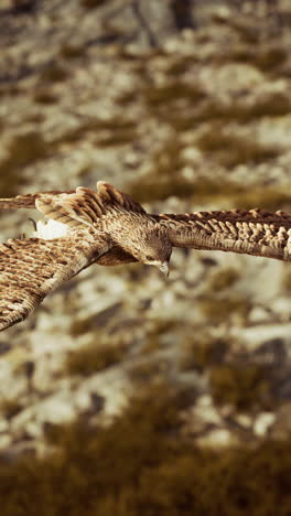 un pájaro de presa en vuelo