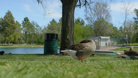 Goose-seen-from-ground-level