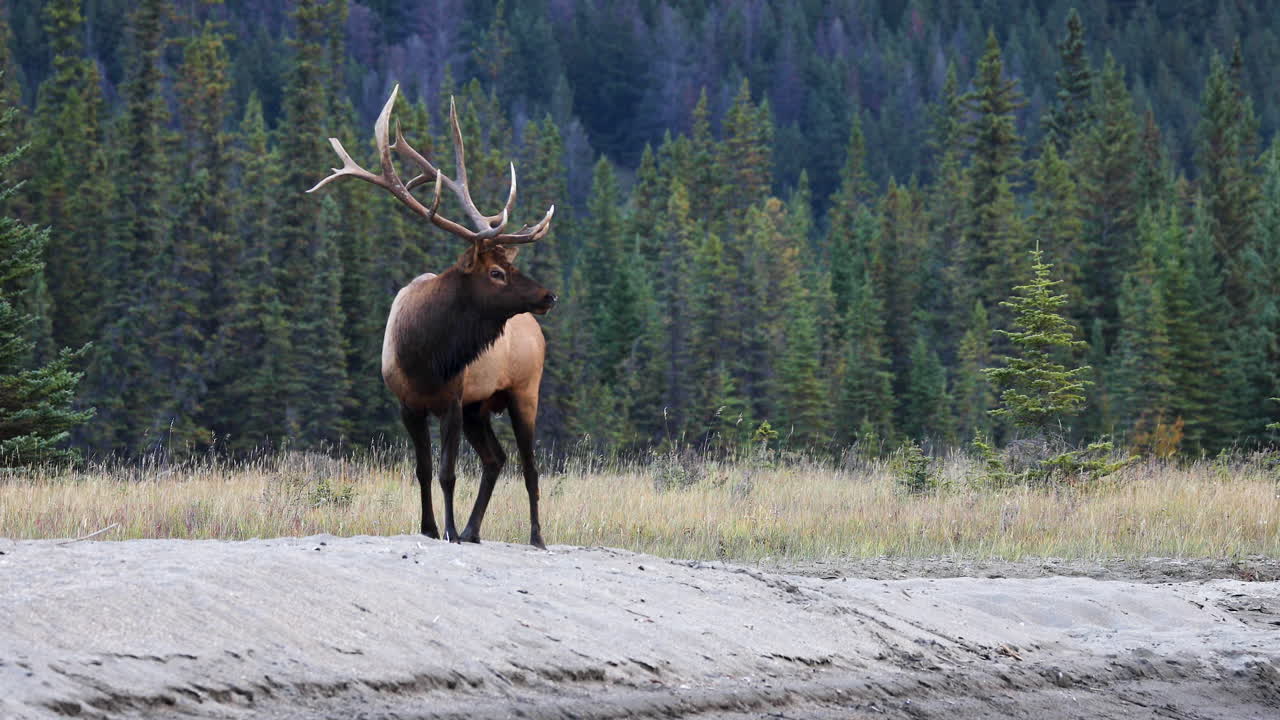 Regal bull elk with big set of antlers bugling on river bank then walk off, static shot.