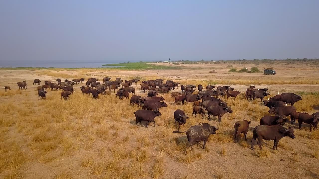 Aerial view as drone ascends over large group of African buffalo (Syncerus caffer) grazing on dry grassland near Victoria Nile river, Murchison Falls National Park, Uganda