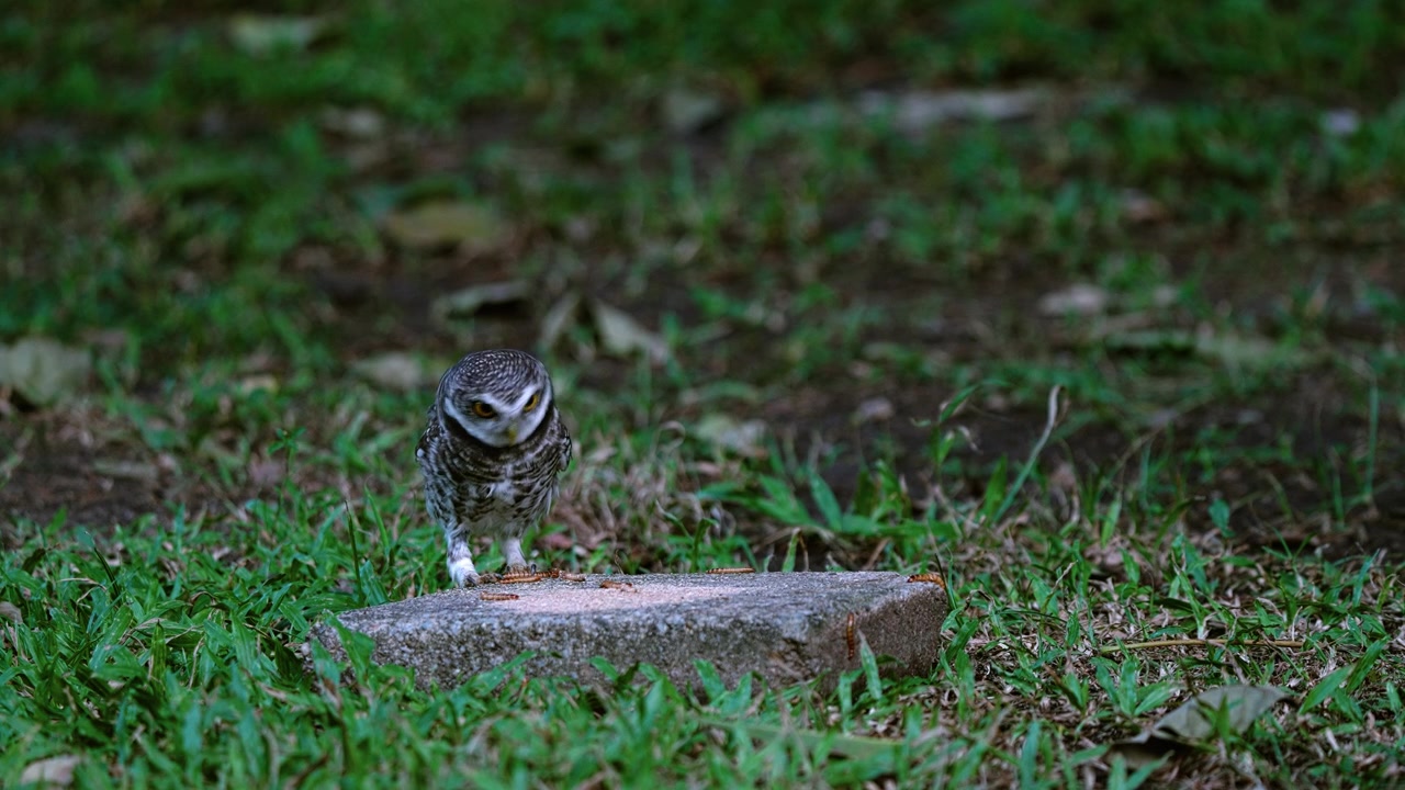 Spotted Owl Eats Worm On The Rock Then Fly Away. - static shot