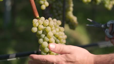 Hand-cutting-of-wine-grapes