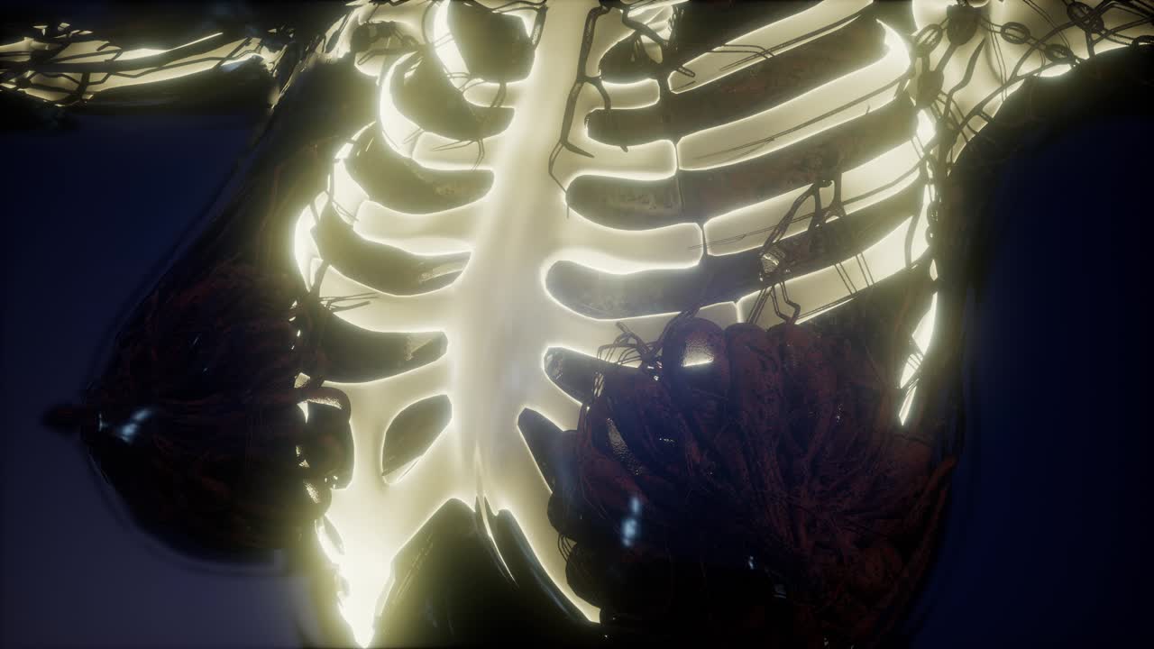 눈에 띄는 골격  ⁇ 가 있는 인간의 몸