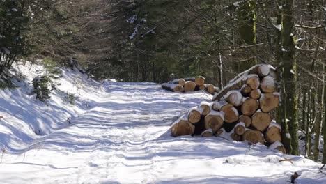 forest path covered in white snow winter landscape hikers trek highlands, chopped wood