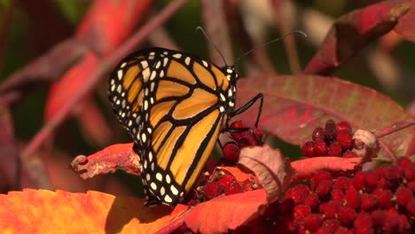 monarch butterfly on leaf