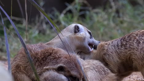 Un-Grupo-De-Meerkats-Divirtiéndose-En-El-Suelo-De-Hierba-Verde---Cámara-Lenta-De-Cerca