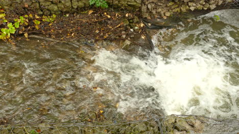 Pez-Salmón-Tratando-De-Cruzar-El-Arroyo-De-La-Cascada-Saltando