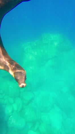 Foca-Nadando-Bajo-El-Océano-Azul---Tiro-Vertical