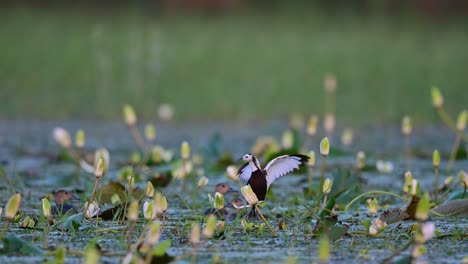 jacana de cola de faisán salvando huevos de los patos