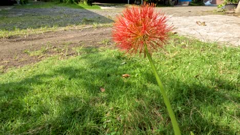 flowering scadoxus plant, has a red ball-like shape, weak green stems