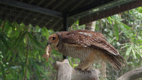 spotted wood owl holds prey of marinated chicken in beak and flies away in slow motion