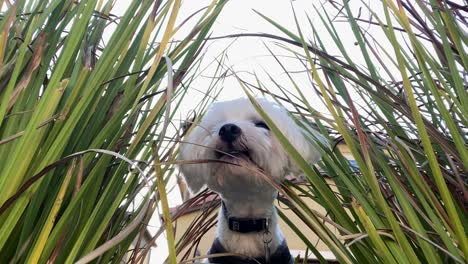 cute maltese dog looking through long grass in garden backyard