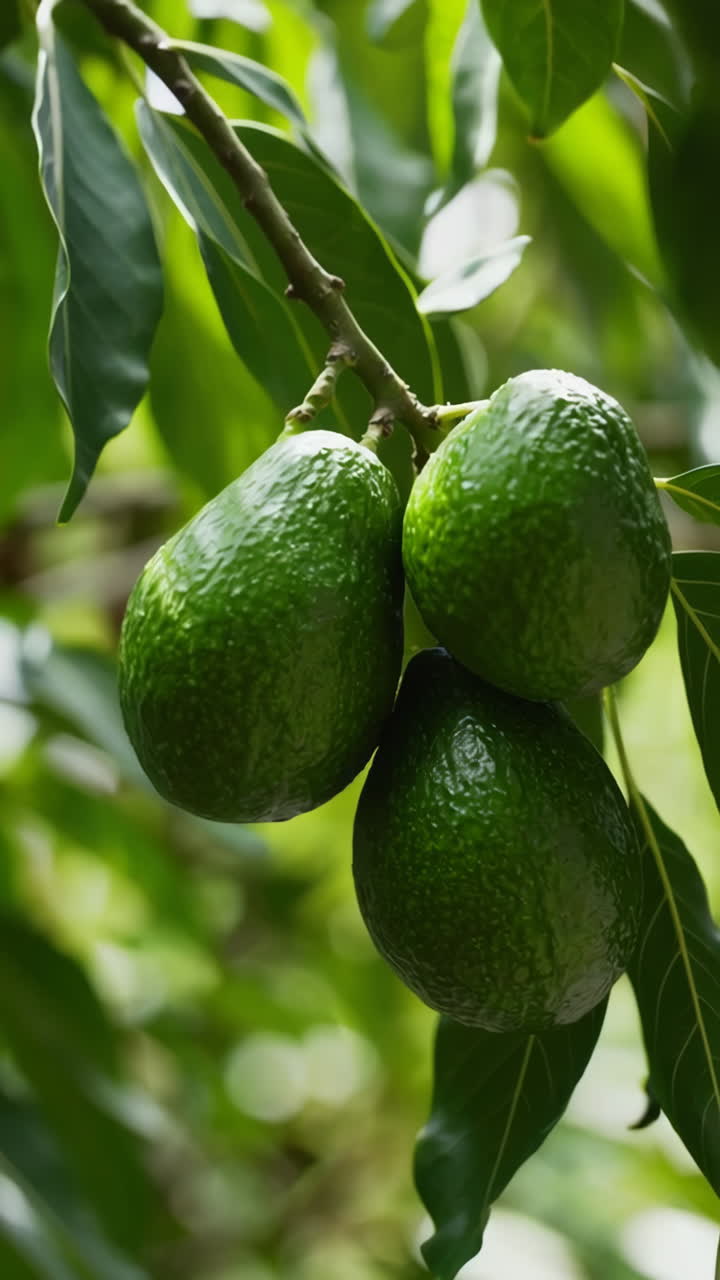 Avocados on the Tree
