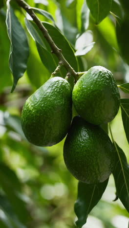 avocados on the tree