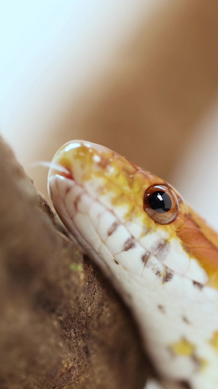 Un serpente del grano si muove lungo un ramo in un primo piano, evidenziando le sue squame e i dettagli degli occhi con illuminazione naturale.