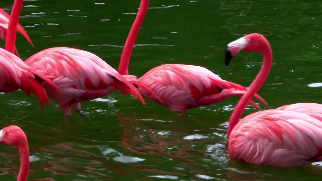 플라밍고는 에버글레이즈 2에서 함께 무리