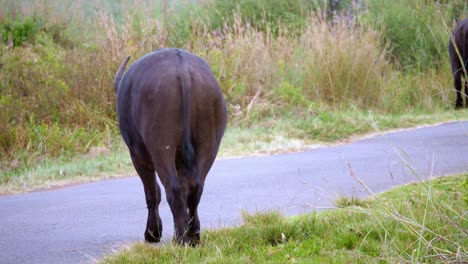tracking-shot-of-a-buffalo-walking-away-and-heading-towards-it-herd