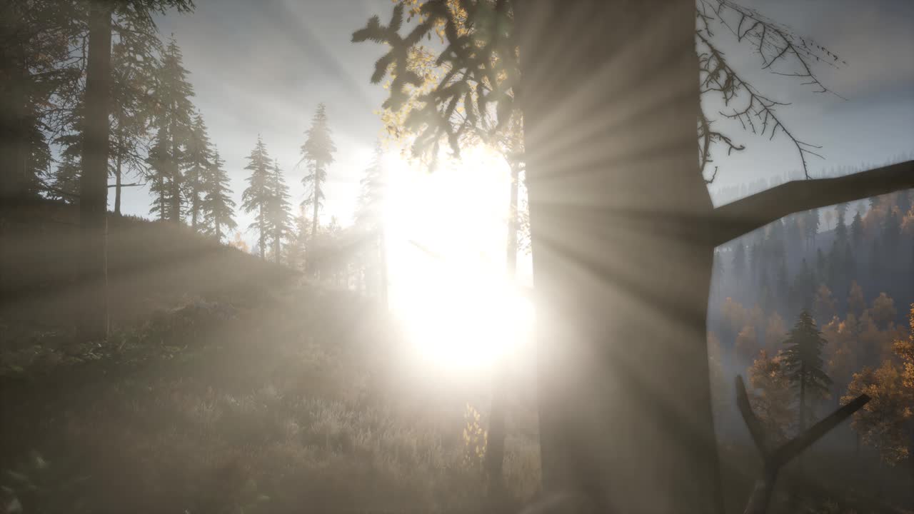 나무들을 가로지르는  ⁇ 빛