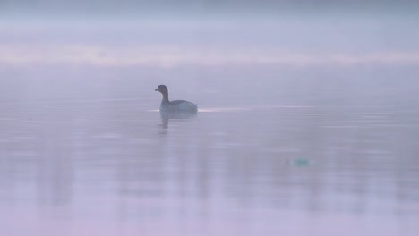 Zampullín-Chico-Nadando-En-El-Lago-En-La-Mañana-Brumosa