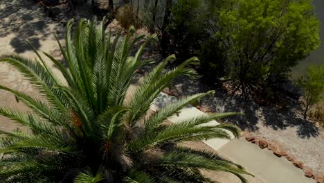 panoramique cinématographique d'un arbre et d'un lac en australie