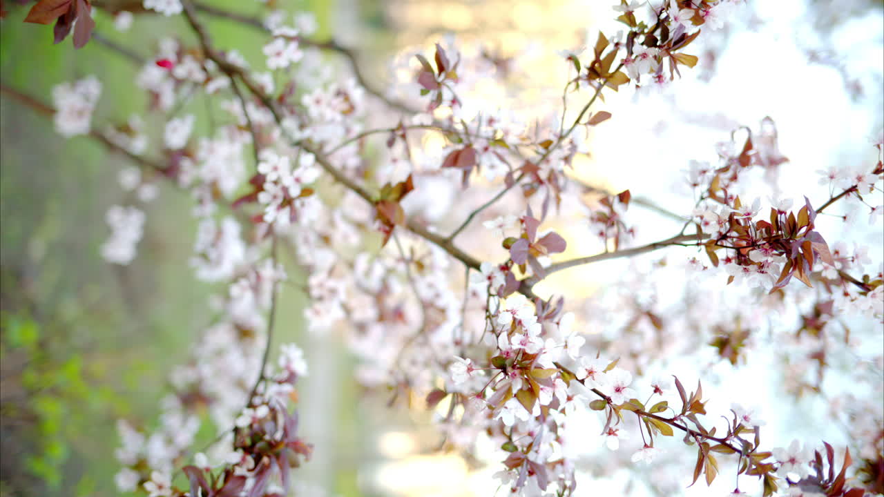 A tree branch with flowers in full bloom in the park. Vertical