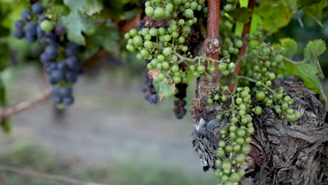 grapes ripening on vines in french vineyard