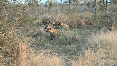 spotted hyena  clan looking alert in distance