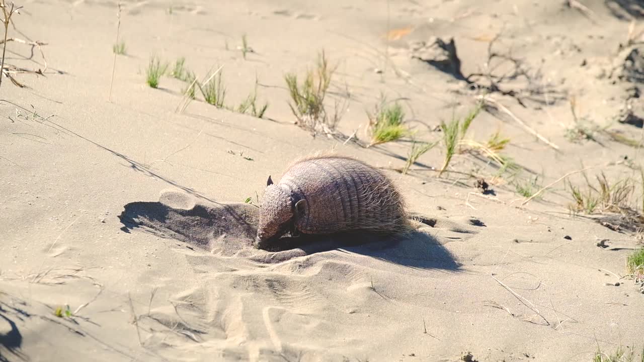 Armadillo in the Sand