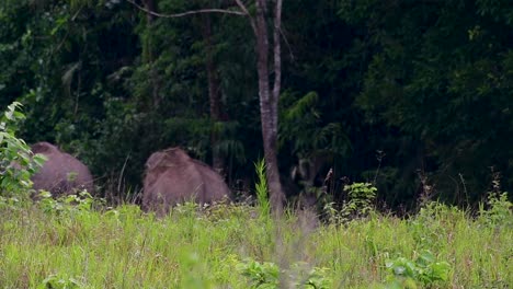 Los-Elefantes-Asiáticos-Son-Especies-En-Peligro-De-Extinción-Y-También-Son-Residentes-De-Tailandia