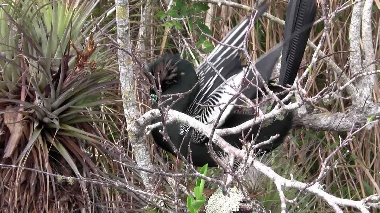 에버글레이즈 2의 아름다운 검은 이비스 새