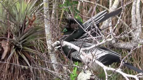 beautiful black ibis bird in the everglades 2