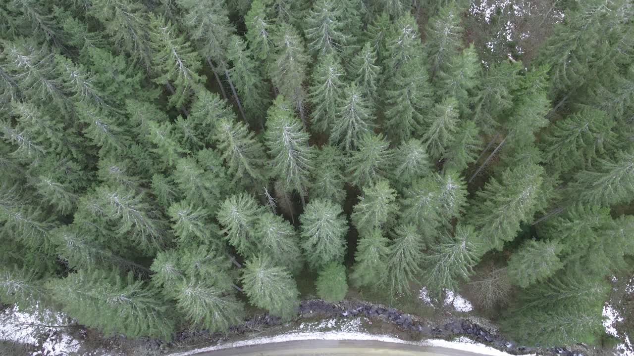 Drone view of a green forest