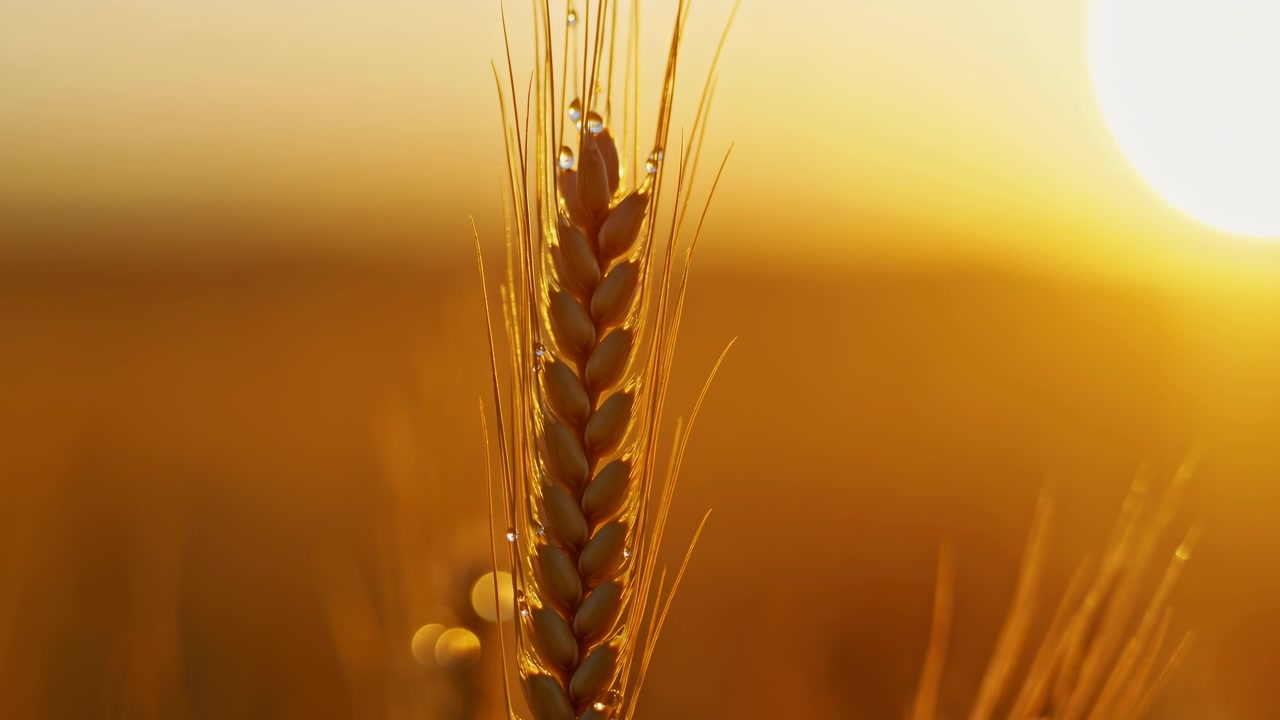 Una sola espiga de trigo enfocada nítidamente contra un campo suavemente desenfocado y un cielo vespertino resplandeciente, creando una cálida escena de cosecha rural con contraluz natural.