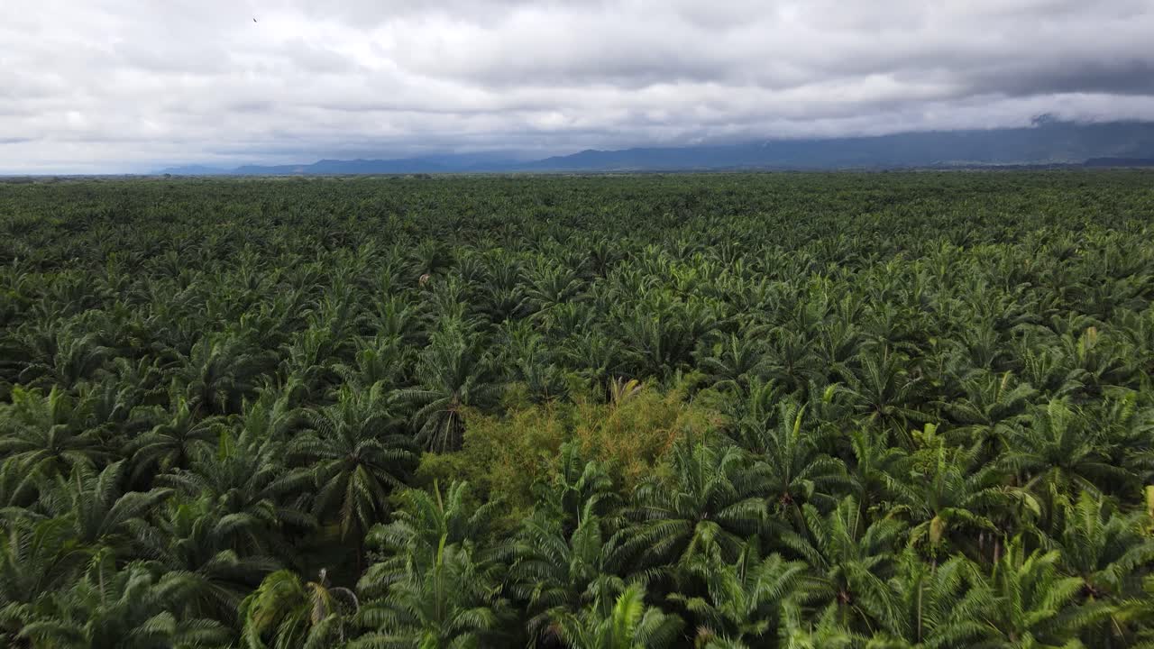 una interminable plantación de aceite de palma en costa rica se extiende hasta el horizonte