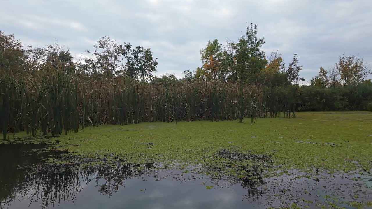 A serene wetland scene on Lake Tisza, featuring lush vegetation and a calm water surface under a cloudy sky in Hungary