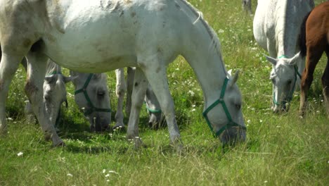 lipizzan 馬匹在綠色草原上放牧