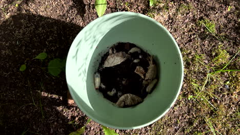 medium close up shot of green bucket filled with soil and white grub worms