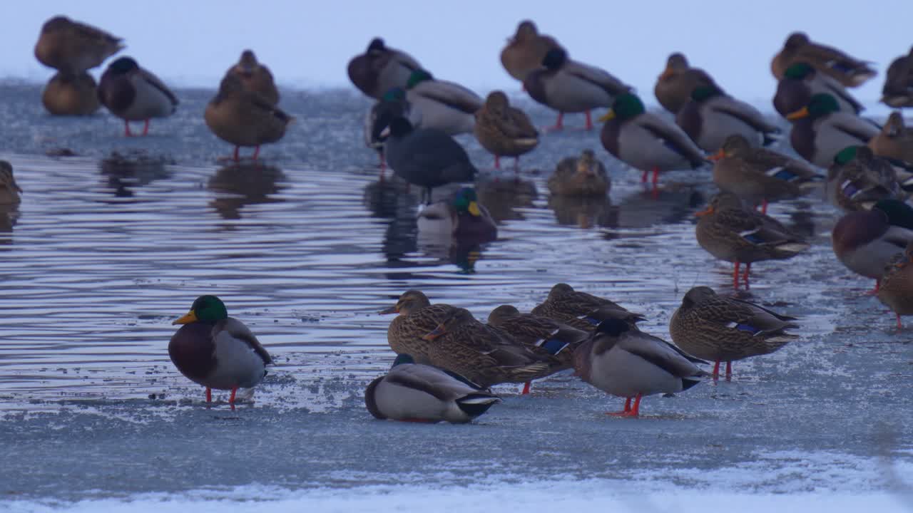 Ducks stand and sleep on an ice surface on an overcast winter day.