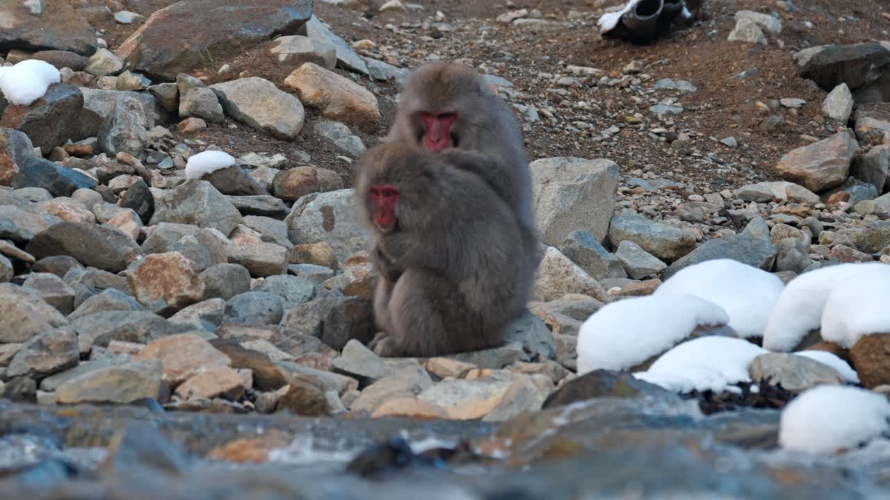 Witness an intimate moment between two Japanese snow monkeys in the serene hot springs of Jigokudani, Japan.