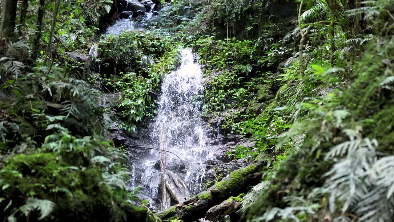 A small waterfall flows over mossy rocks in a dense, green rainforest. Soft natural daylight, steady camera, tranquil and immersive atmosphere