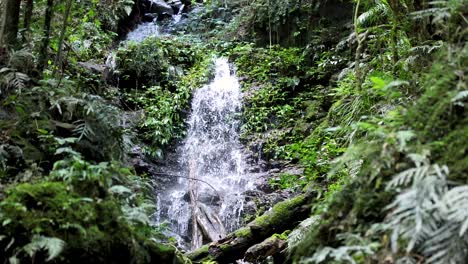 a small waterfall flows over mossy rocks in a dense, green rainforest. soft natural daylight, steady camera, tranquil and immersive atmosphere