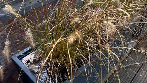 Hierba-Floreciente-En-Una-Maceta-Inundada