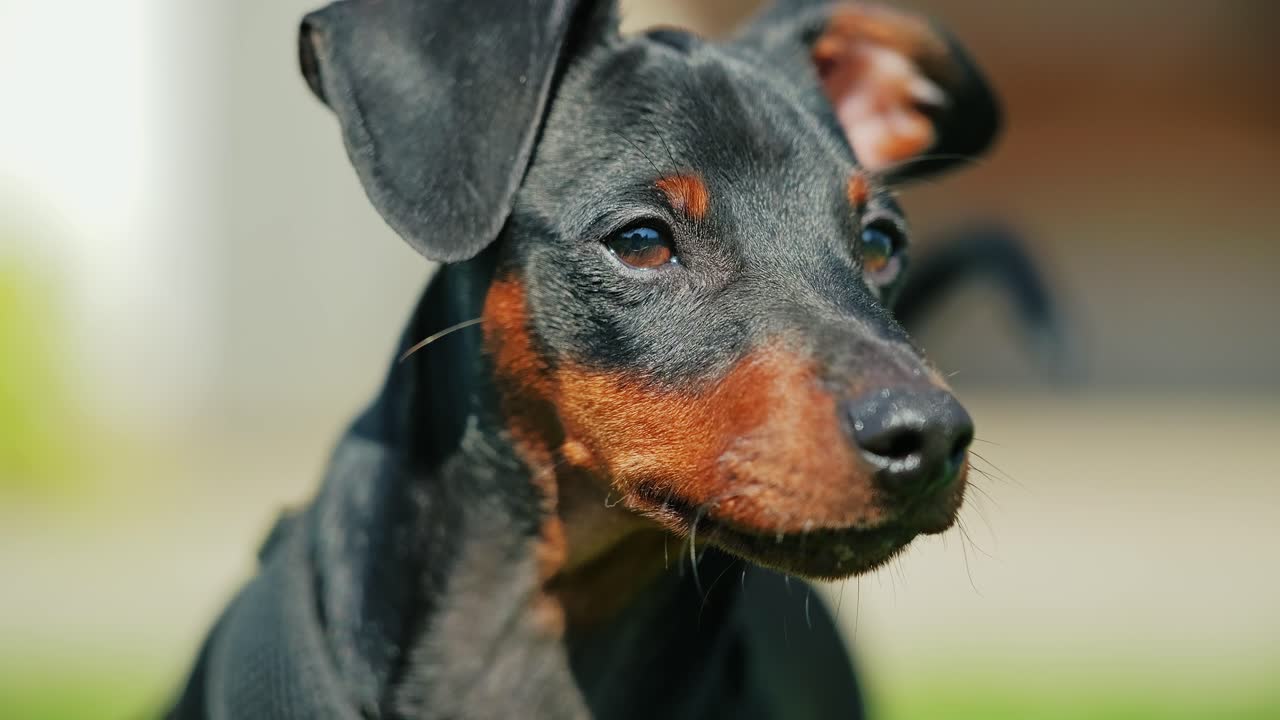 Slow motion close up of miniature pinscher puppy, alert eyes in outdoor light