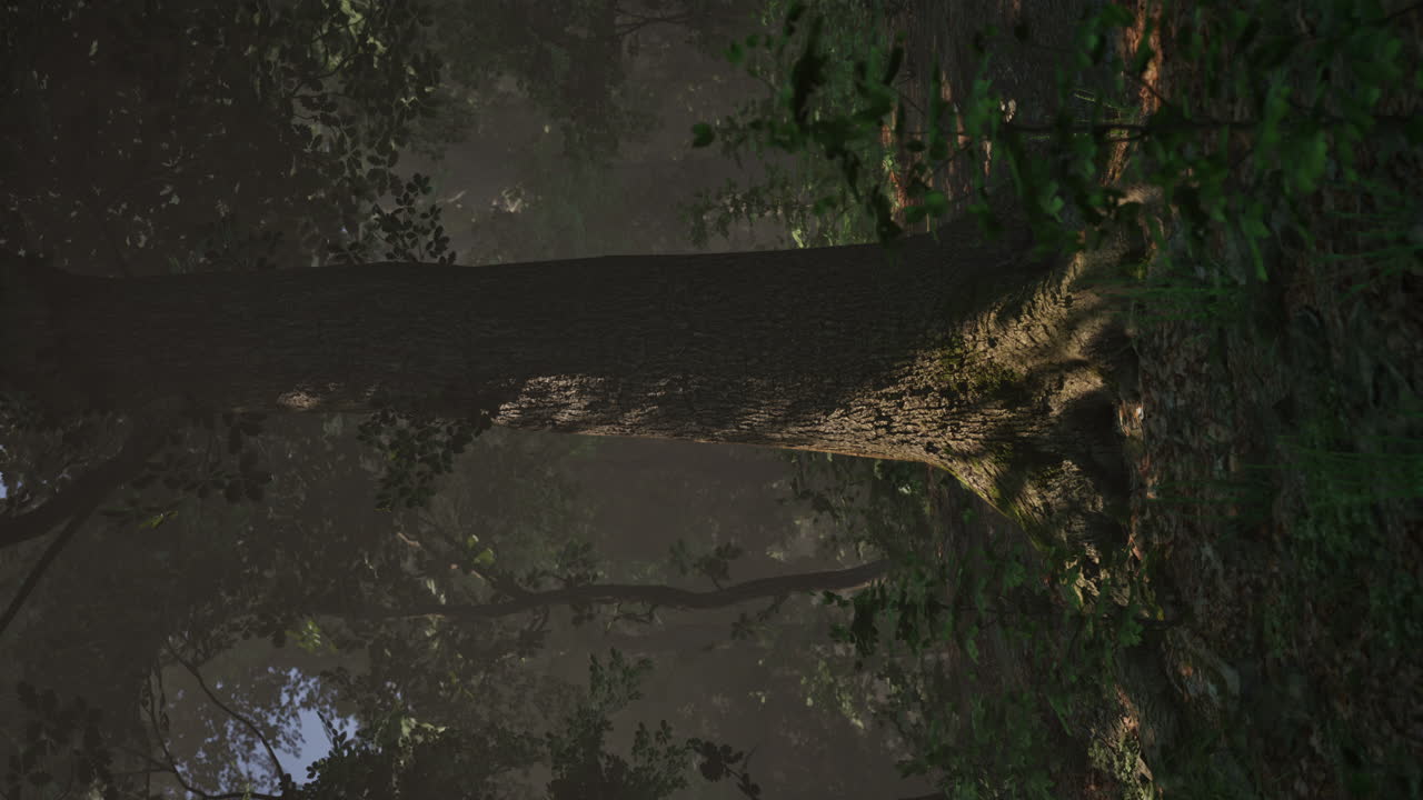 camino de bosque brumoso con un árbol grande