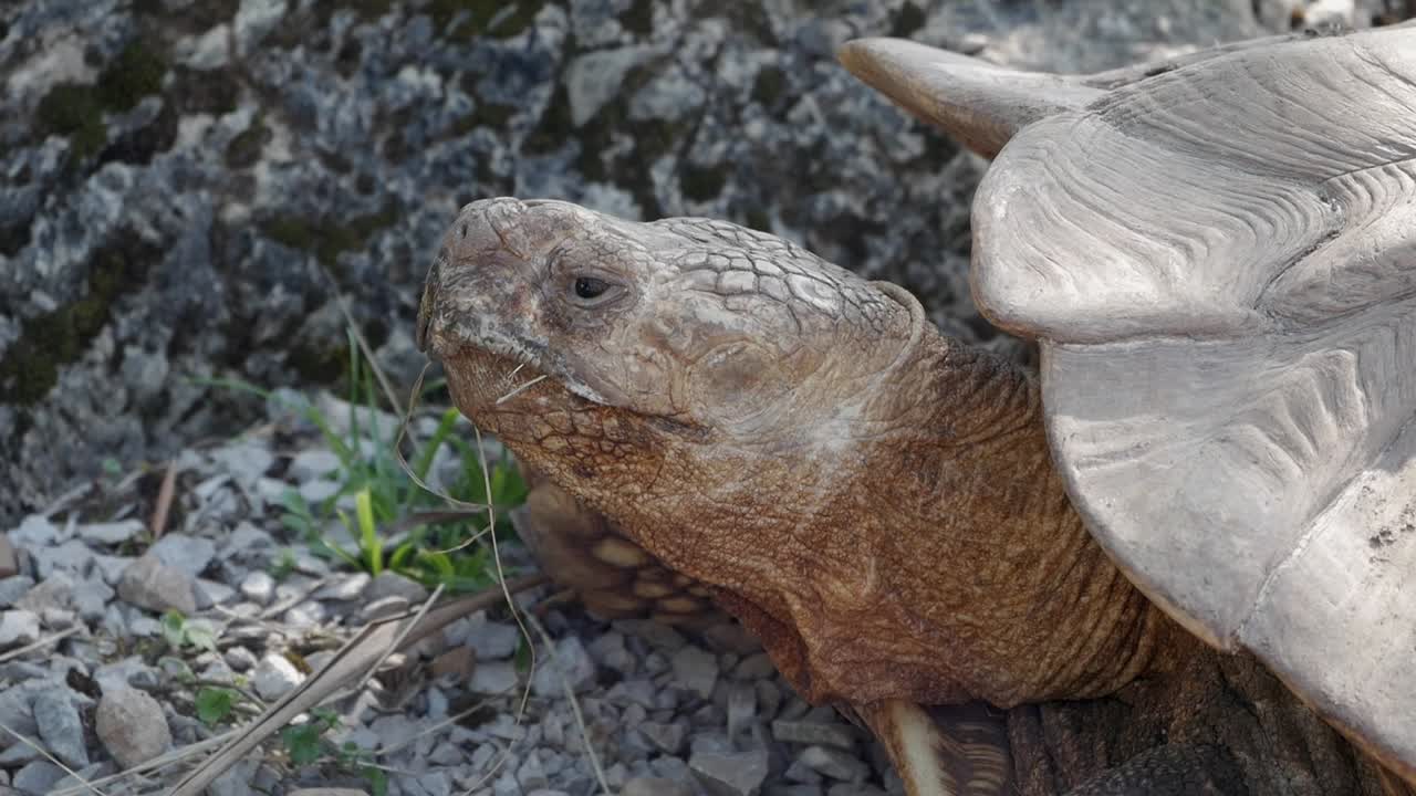 Tortoise walking slowly outdoors on dirt ground under natural daylight