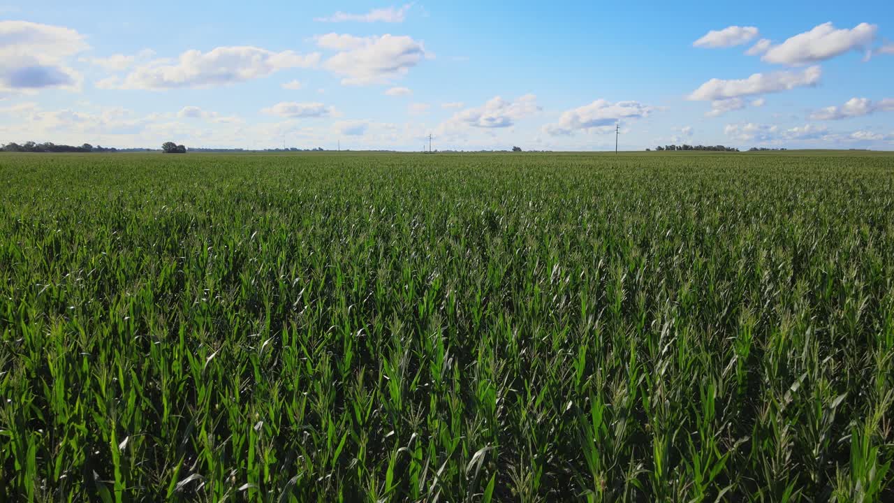 Growing Cornfield Over Agricultural Land In La Pampa Province, Argentina. Aerial Drone Shot