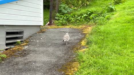 Medium-shot-of-a-seagull-walking-up-a-path-along-a-building-and-green-grass-lawn-in-Norway